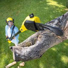 Reliable Orangevale, CA Tree Removal Solutions